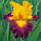 Aztec Art Bearded Iris