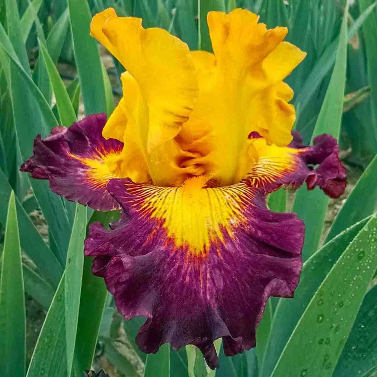 Aztec Art Bearded Iris