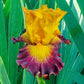 Aztec Art Bearded Iris