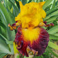 Aztec Art Bearded Iris
