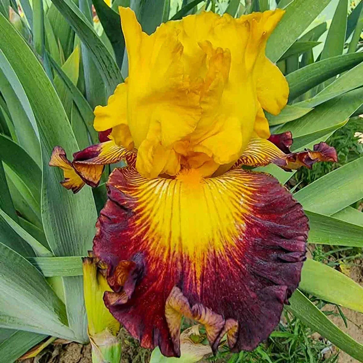 Aztec Art Bearded Iris
