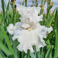 Polar Cap Bearded Iris