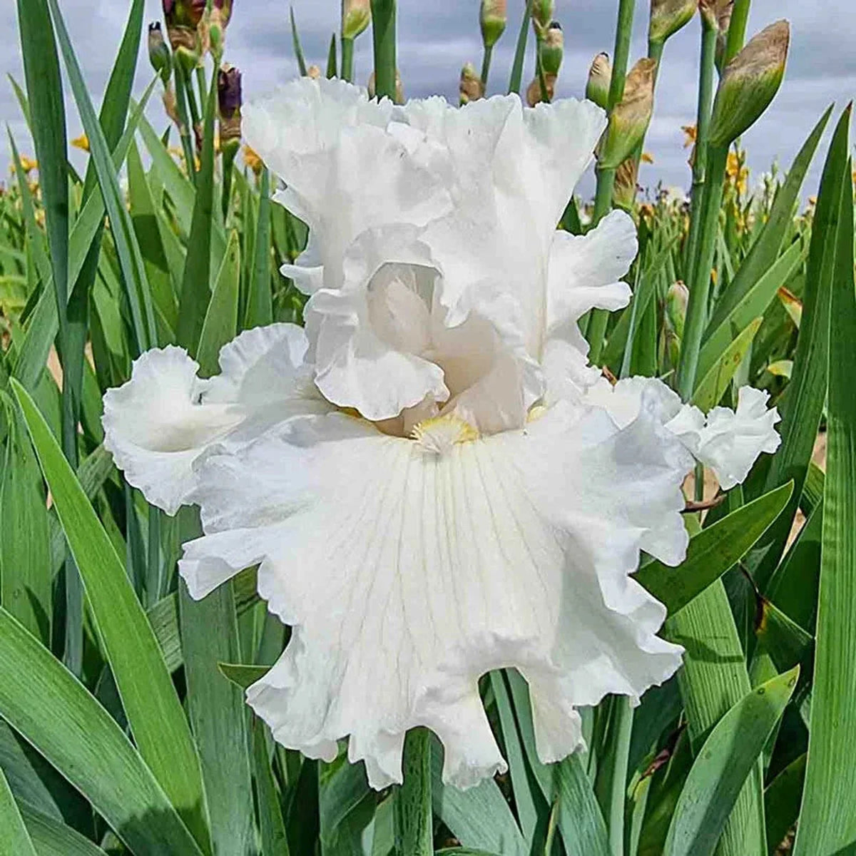Polar Cap Bearded Iris
