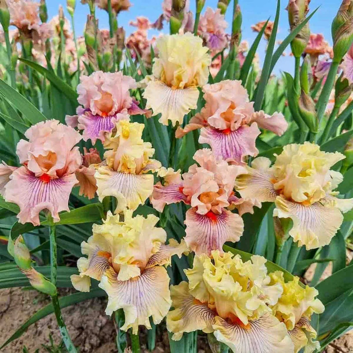 All in Line Bearded Iris Mixture