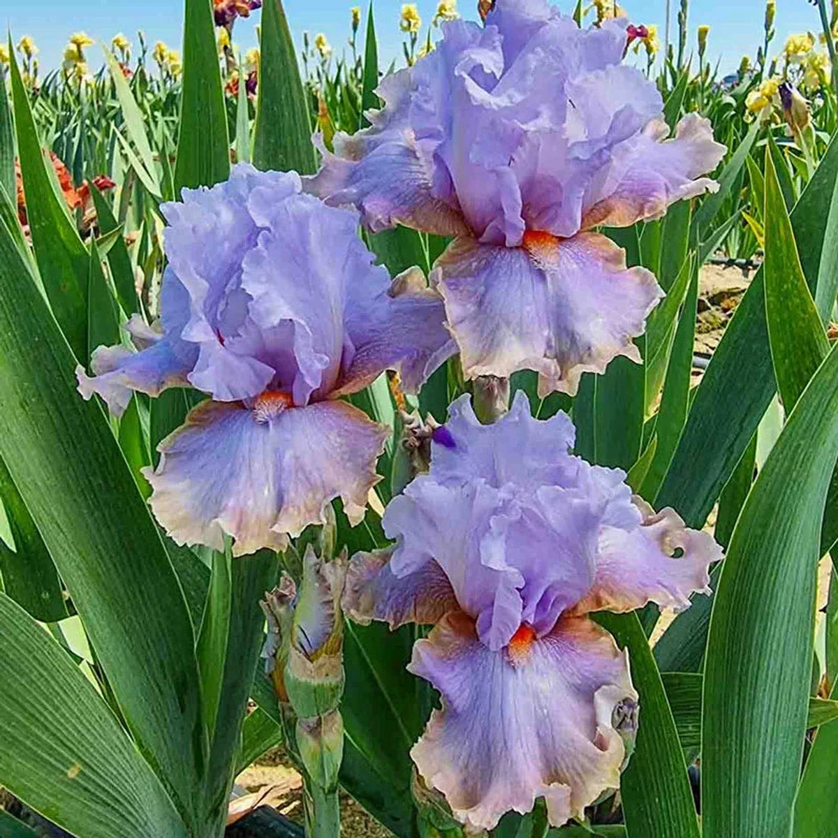 Legerdemain Bearded Iris