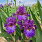 Husky Bearded Iris