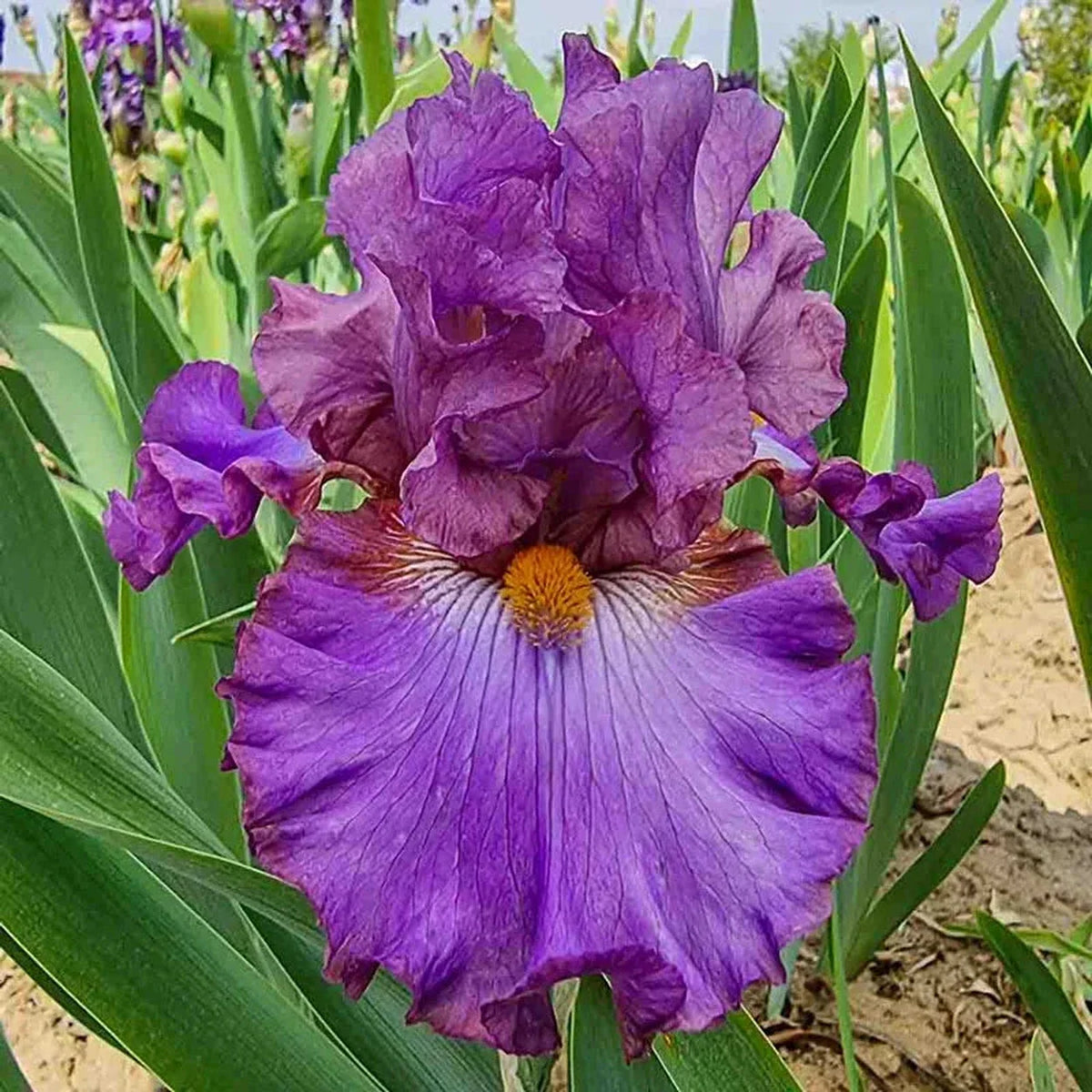Husky Bearded Iris
