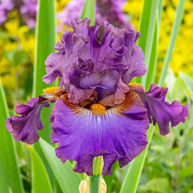 Husky Bearded Iris