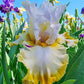 Toasty Marshmallow Bearded Iris
