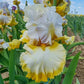 Toasty Marshmallow Bearded Iris