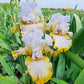 Toasty Marshmallow Bearded Iris