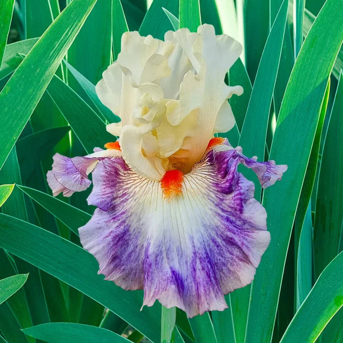 Tango Express Bearded Iris