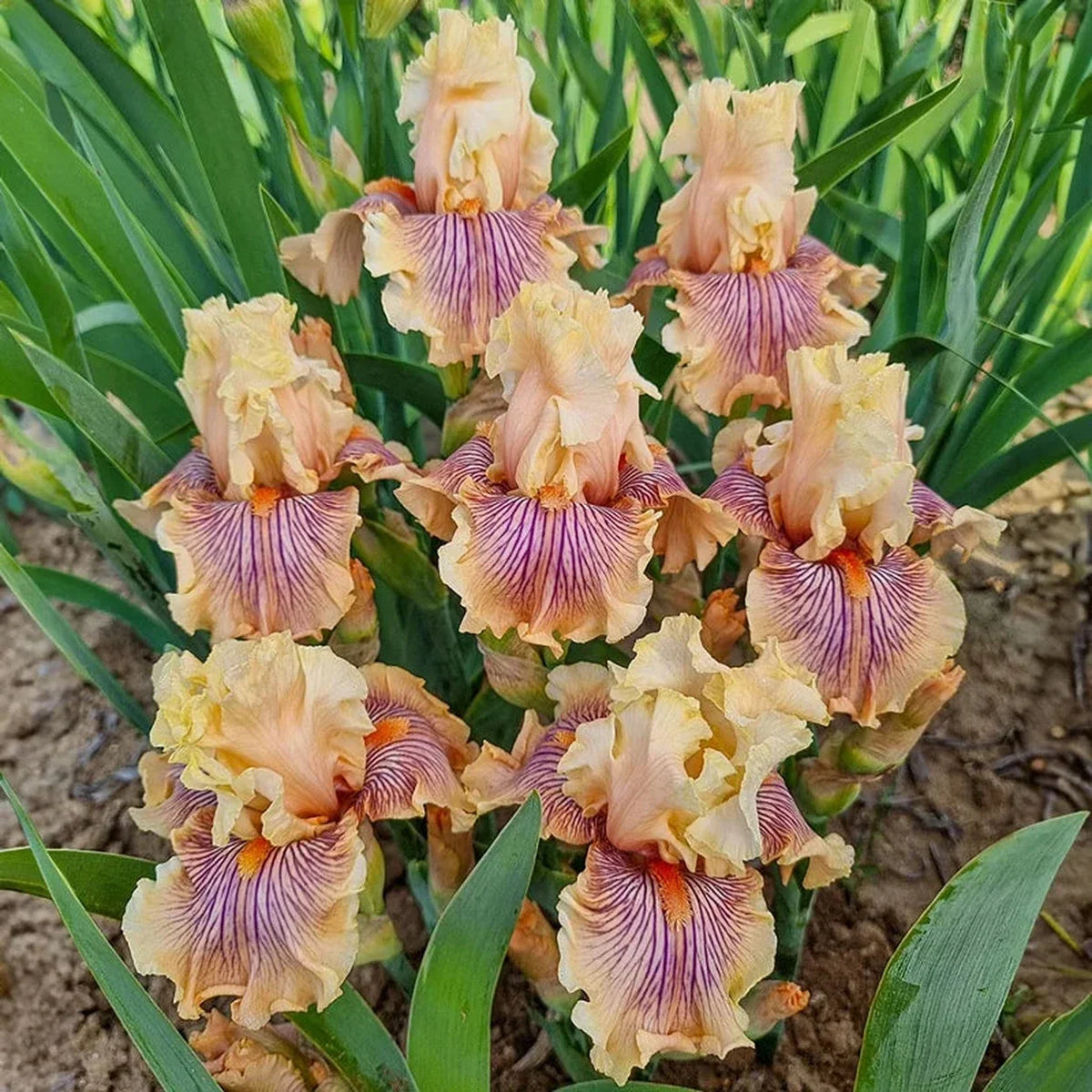 Escape From Boredom Bearded Iris