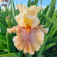 Escape From Boredom Bearded Iris