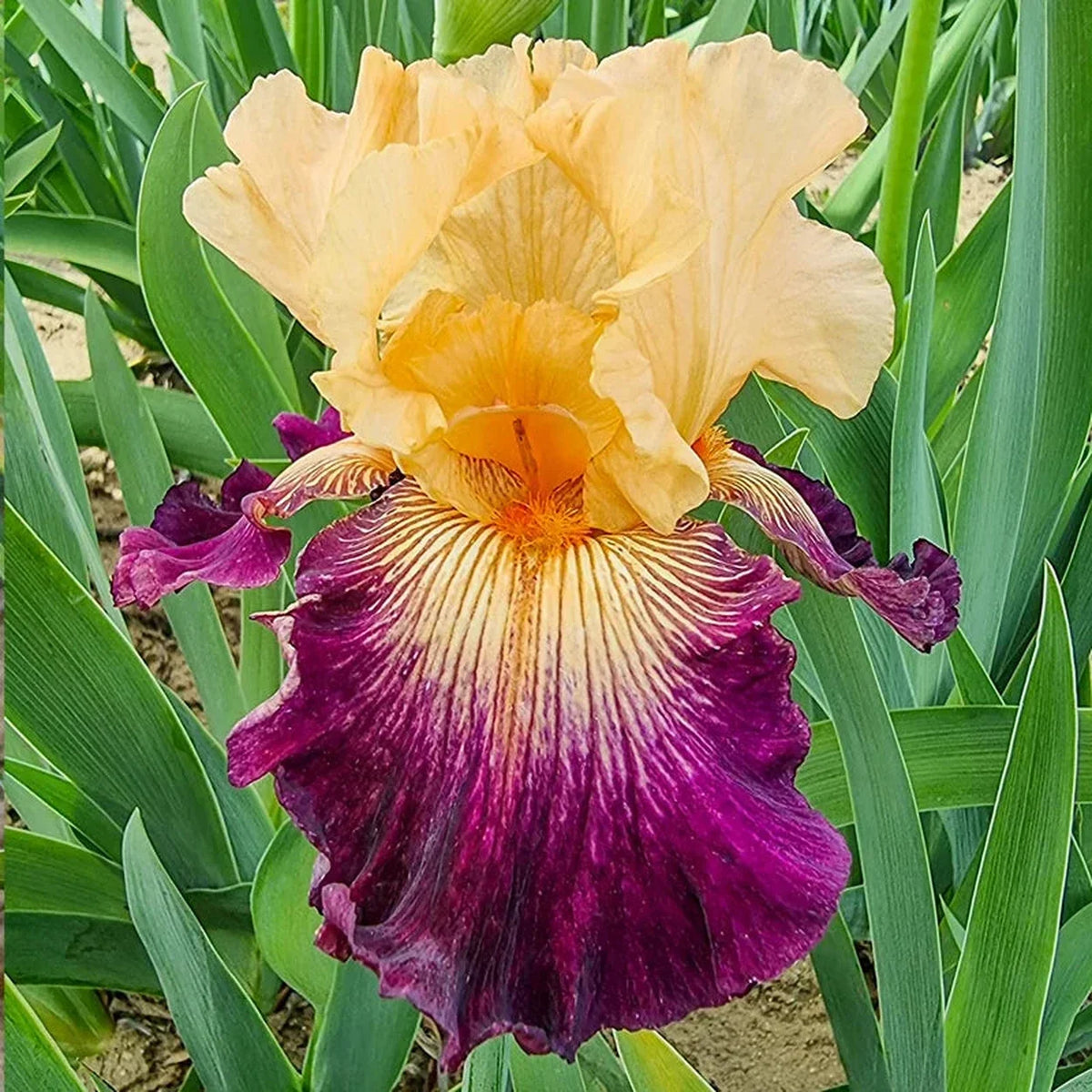Doctor Who Bearded Iris