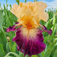 Doctor Who Bearded Iris