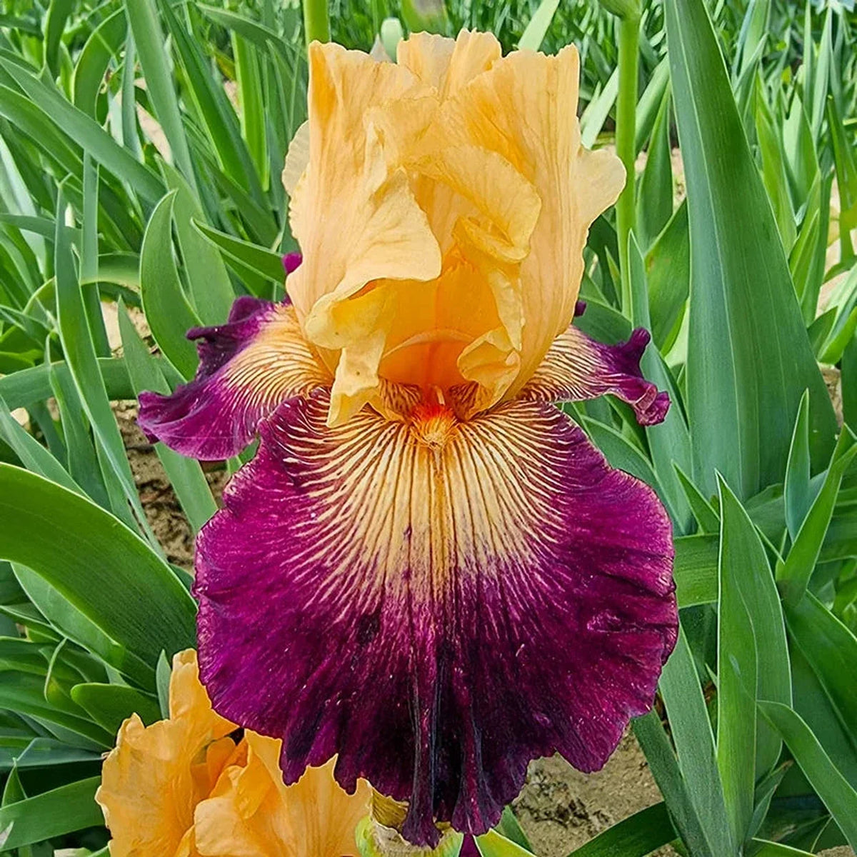 Doctor Who Bearded Iris