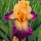 Doctor Who Bearded Iris