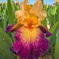 Doctor Who Bearded Iris
