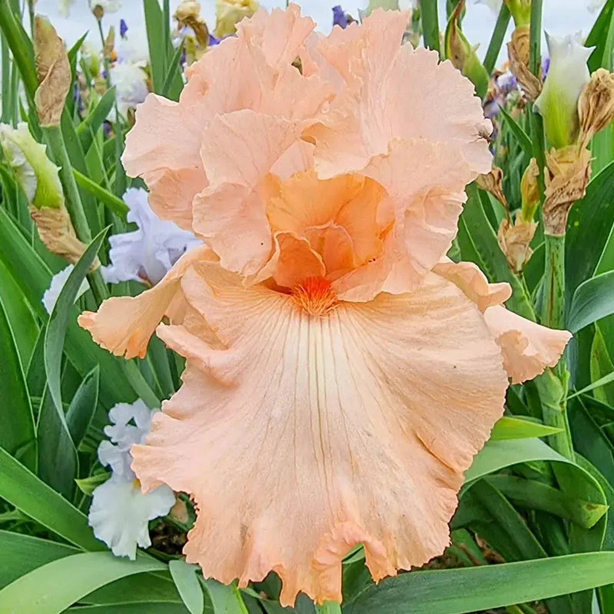 You're a Peach Bearded Iris