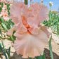 You're a Peach Bearded Iris