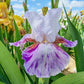 Falling Water Bearded Iris