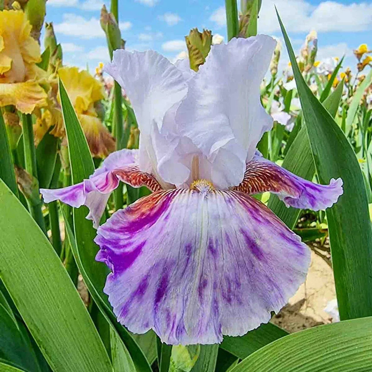 Falling Water Bearded Iris