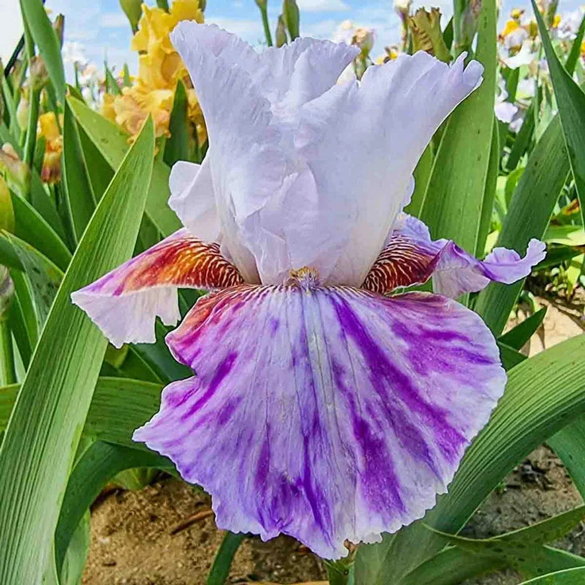 Falling Water Bearded Iris