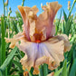 Coffee Trader Bearded Iris