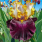 Rum and Coke Bearded Iris