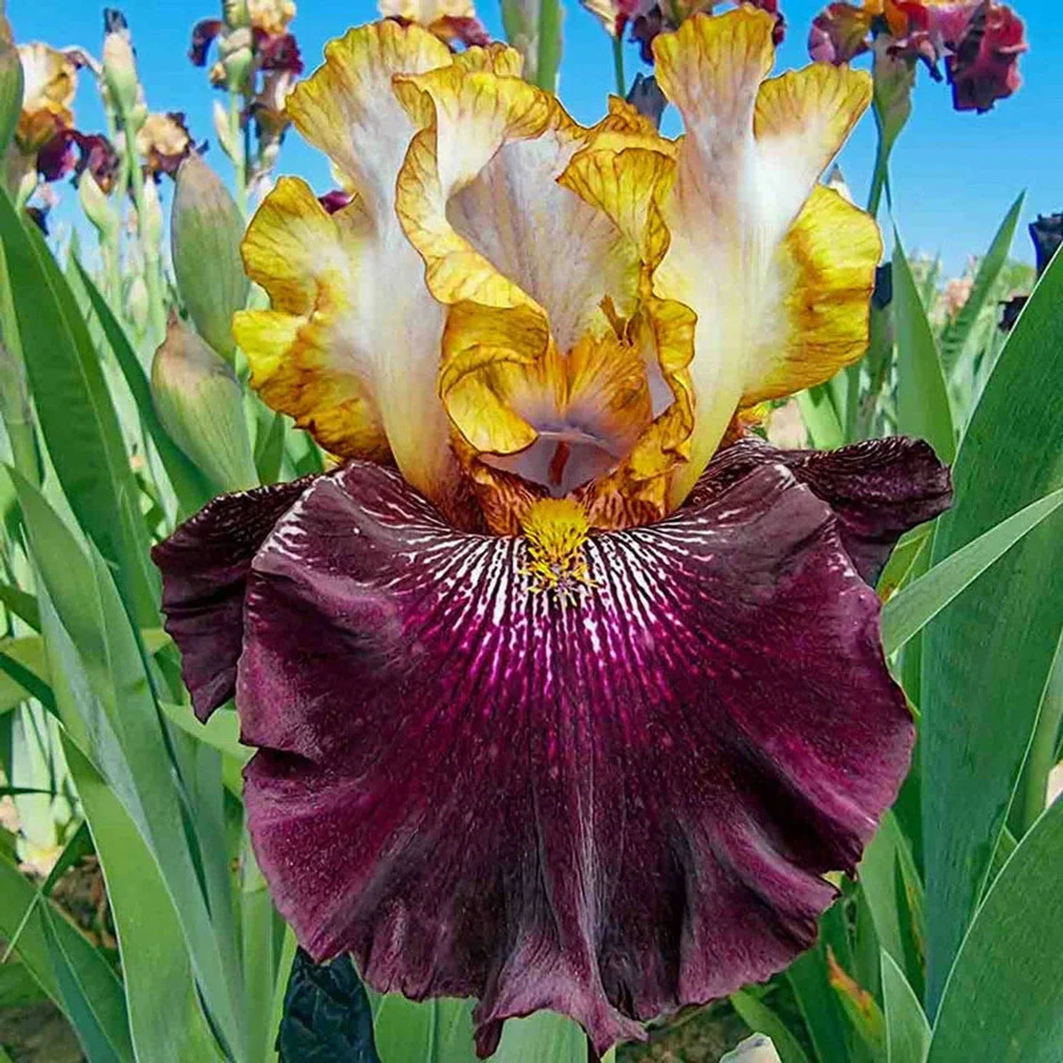 Rum and Coke Bearded Iris