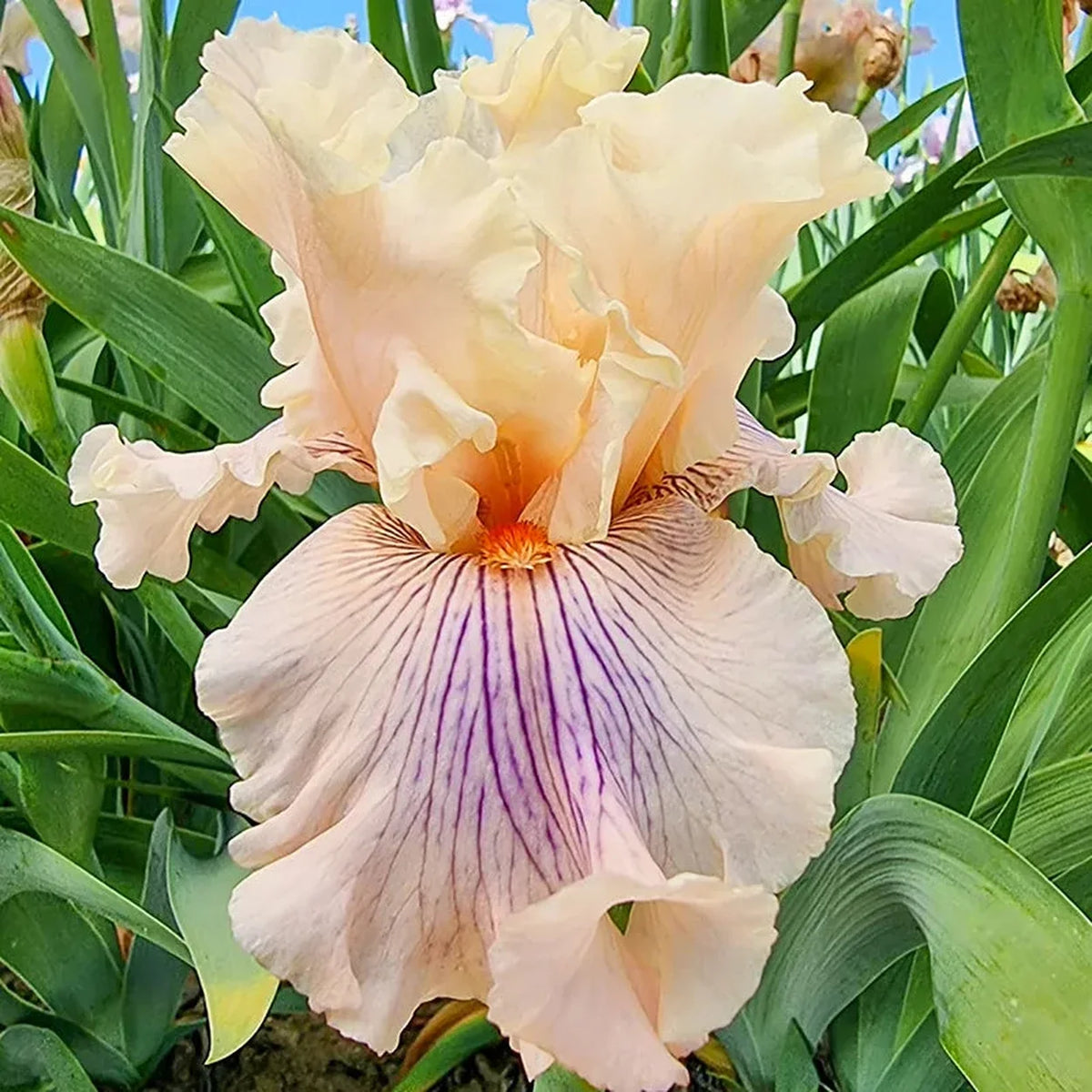 Are We in Love Bearded Iris