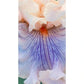Are We in Love Bearded Iris
