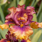 Harvest Maiden Bearded Iris