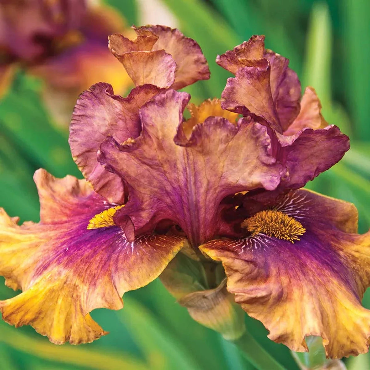 Harvest Maiden Bearded Iris