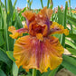Harvest Maiden Bearded Iris