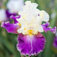 Calypso Beat Bearded Iris
