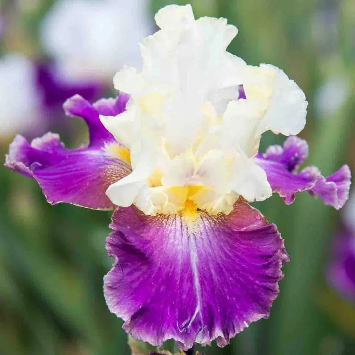 Calypso Beat Bearded Iris