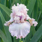 Eleganza Bearded Iris