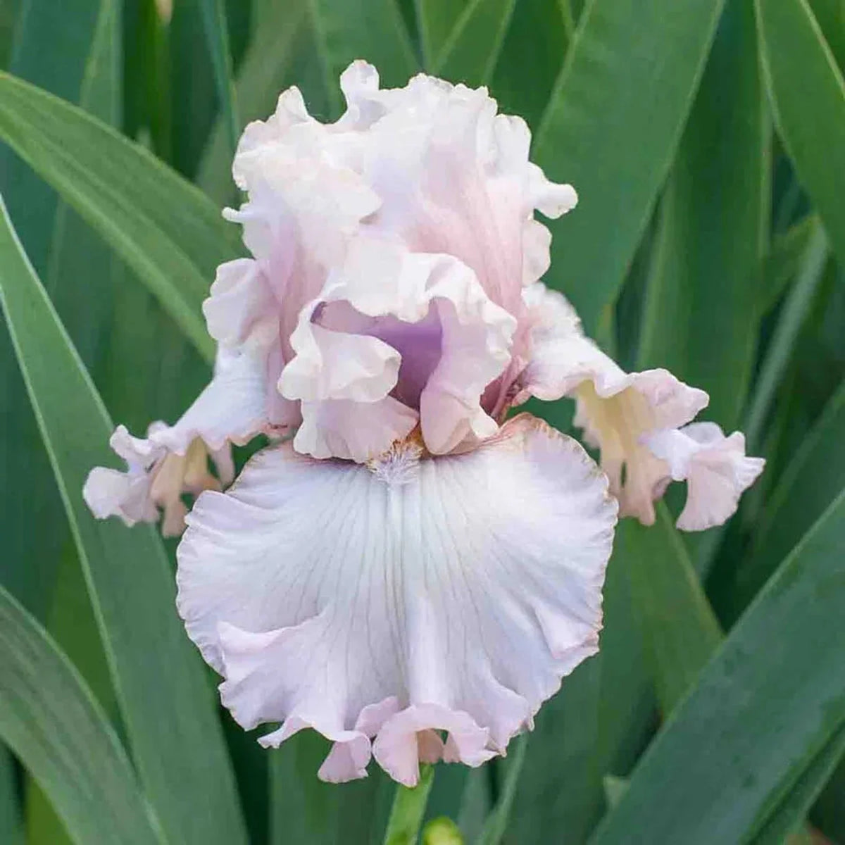 Eleganza Bearded Iris