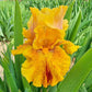 Wizard of Odds Bearded Iris