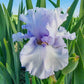 My Lady's Manor Bearded Iris