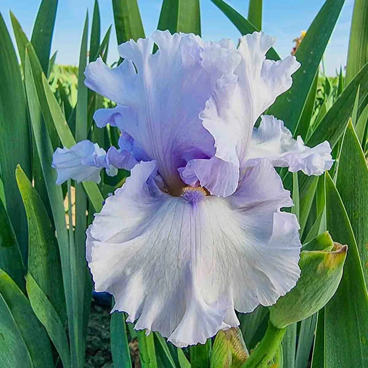 My Lady's Manor Bearded Iris