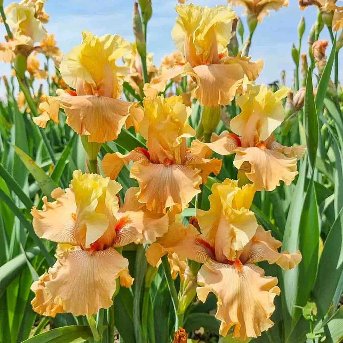 Butter Me Up Bearded Iris