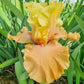 Butter Me Up Bearded Iris