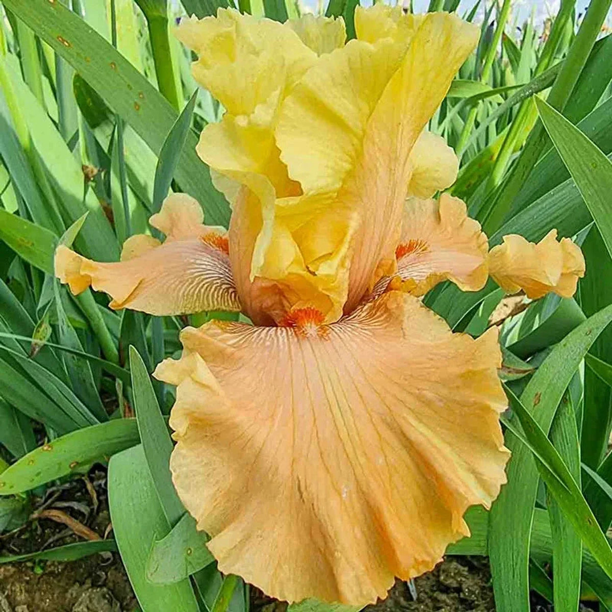 Butter Me Up Bearded Iris