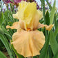 Butter Me Up Bearded Iris