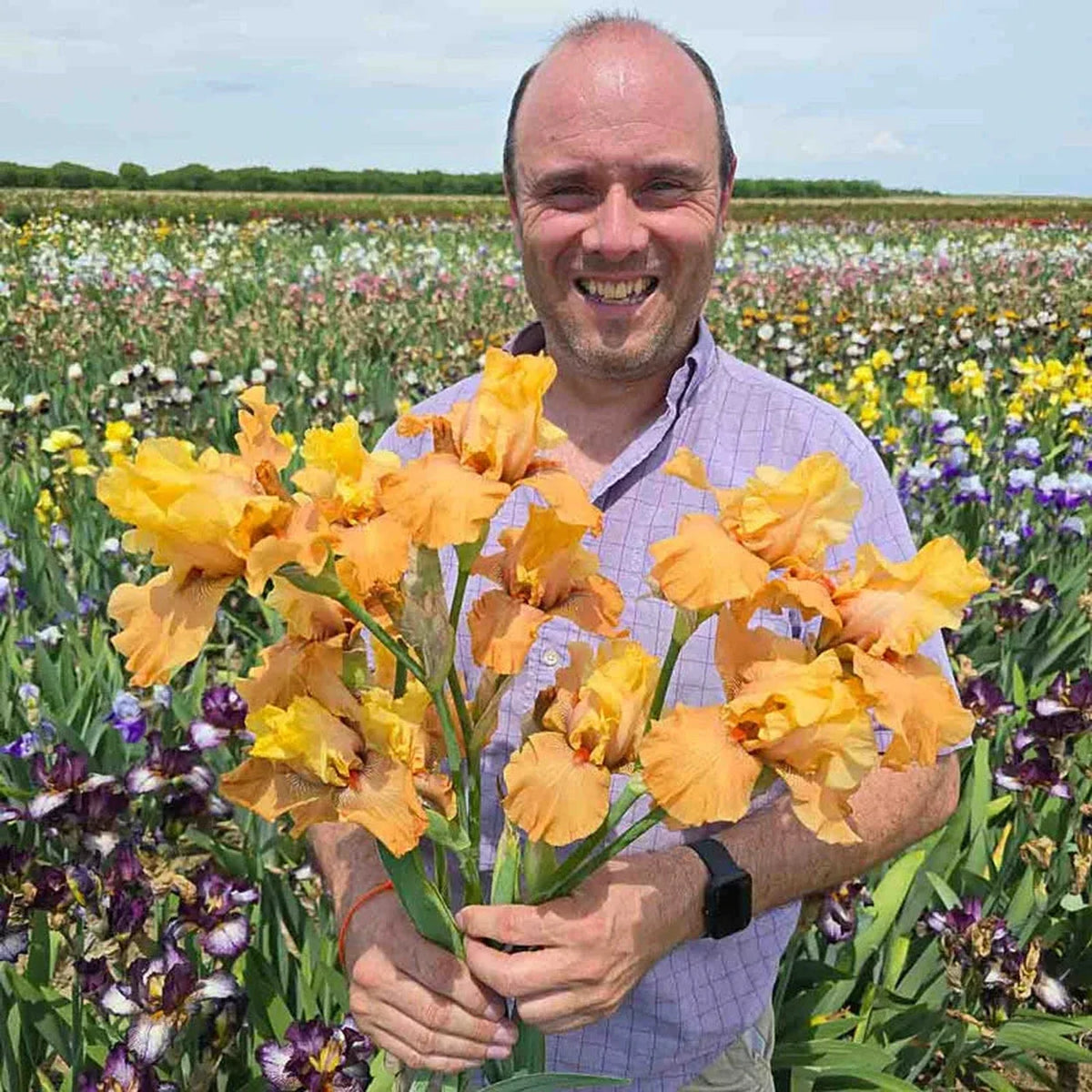 Butter Me Up Bearded Iris