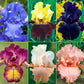 Twice as Nice Reblooming Iris Collection