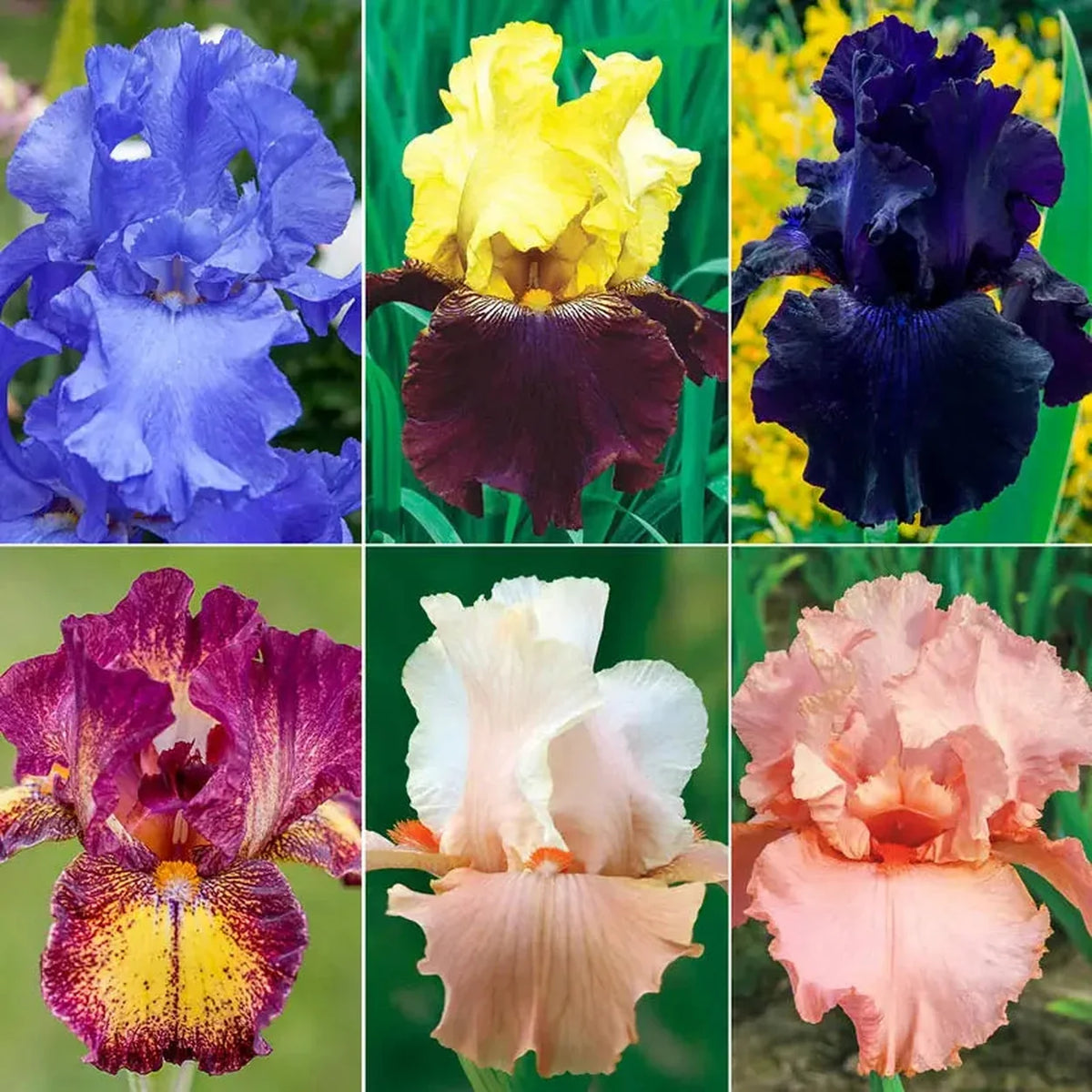 Twice as Nice Reblooming Iris Collection